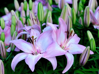 Jigsaw Puzzle «Two lilies»