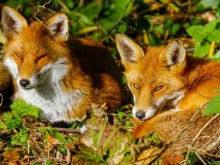 Rompecabezas «Two foxes»