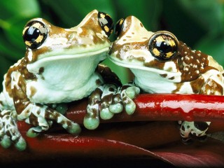 Quebra-cabeça «two frogs»