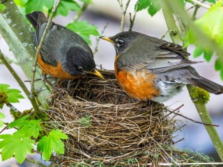 Puzzle «Two robins»