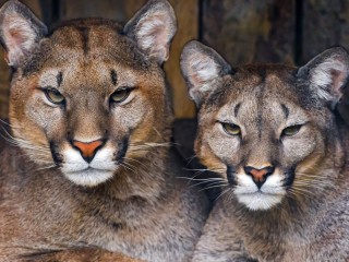 Jigsaw Puzzle «two cougars»
