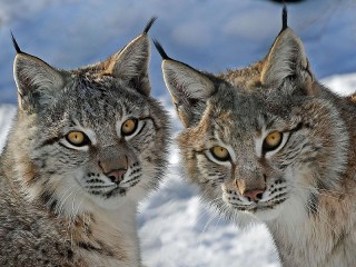 Jigsaw Puzzle «Two lynx»