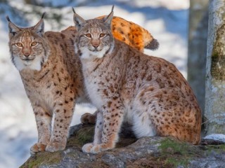 Quebra-cabeça «Two lynxes»