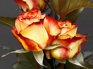 Bulmaca «Two roses»