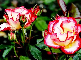 Jigsaw Puzzle «Two roses»