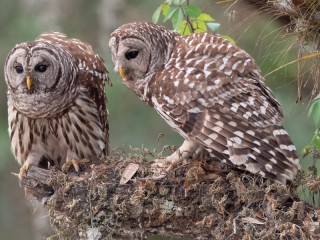 Rompecabezas «Two owls»
