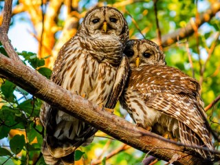 Puzzle «two owls»