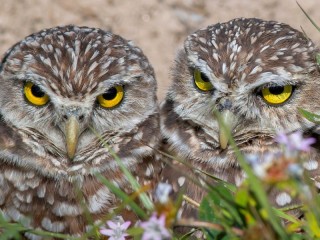 Jigsaw Puzzle «two owls»