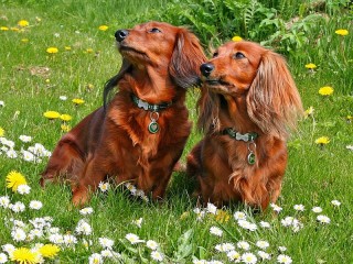 Zagadka «Two dachshunds»