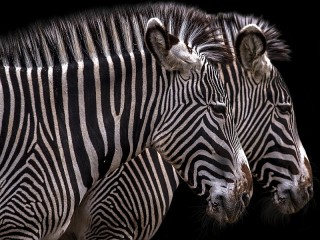 Пазл «Две зебры»