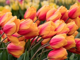 Пазл «Двухцветные тюльпаны»