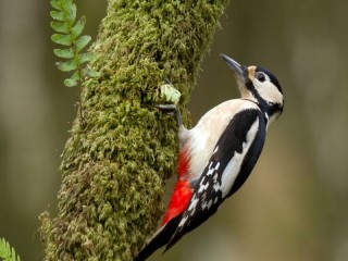 Пазл «Woodpecker 1»