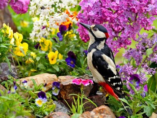 Slagalica «Woodpecker among flowers»