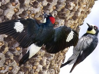 Jigsaw Puzzle «Woodpeckers and acorns»