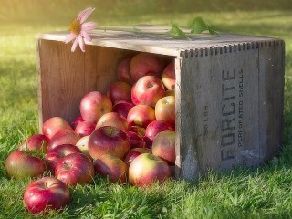 Пазл «Эхинацея и яблоки»