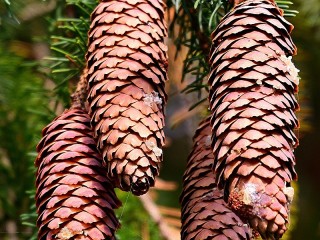 Пазл «Spruce cones»
