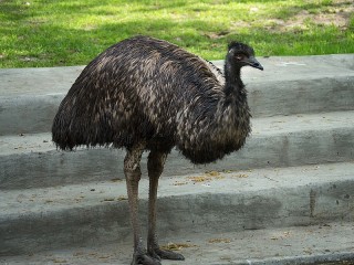 Bulmaca «Emu»