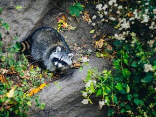 Bulmaca «Raccoon»