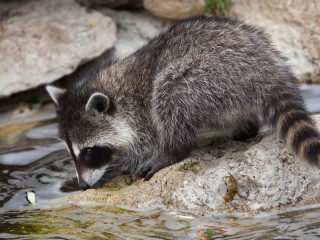 Puzzle «Raccoon near the water»