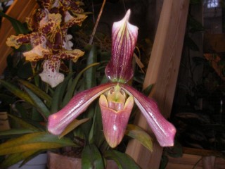 Rätsel «Another Orchid»