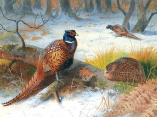 Quebra-cabeça «Pheasants in the forest»
