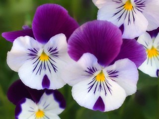 パズル «Viola tricolor»