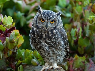 Slagalica «Owl»