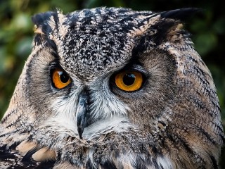 Пазл «Owl»