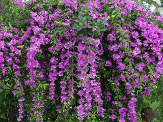 Пазл «Фиолетовые гроздья»