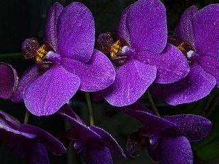 Jigsaw Puzzle «Purple Orchid»