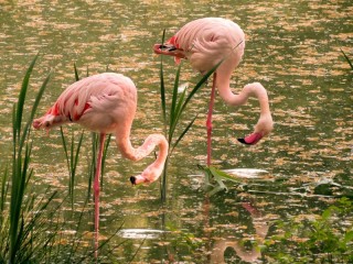 Пазл «Фламинго»