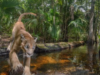 Пазл «Флоридская пантера»