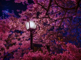 Quebra-cabeça «Lantern and Sakura»