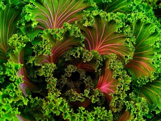 Zagadka «fraktal salat»