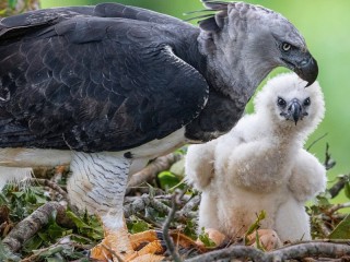 Zagadka «Harpy with a chick»