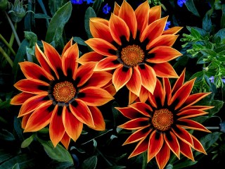 Jigsaw Puzzle «Gazania»