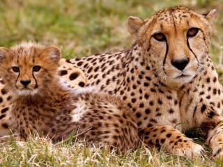 Jigsaw Puzzle «Cheetah with baby»