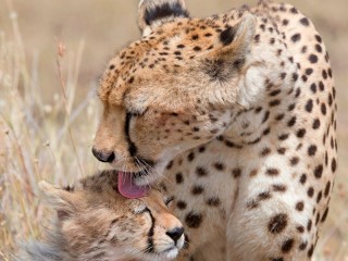 Jigsaw Puzzle «Cheetah with a kitten»