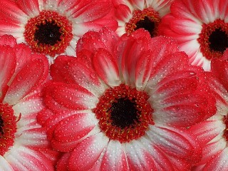 Jigsaw Puzzle «Gerbera daisies in the dew»