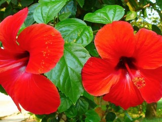 Jigsaw Puzzle «Hibiscus»