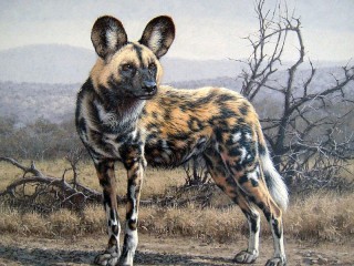 Jigsaw Puzzle «The African wild dog»