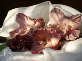 Rompicapo «gladiolus»