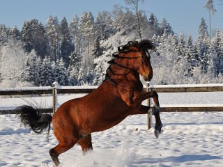 Bulmaca «Bay horse»