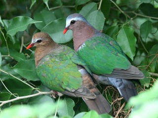 Jigsaw Puzzle «Pigeon and dove»