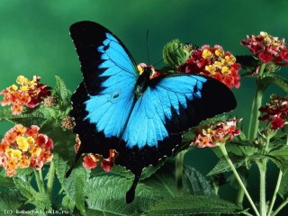 Пазл «Голубая бабочка»