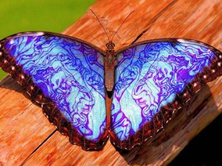 Puzzle «Blue butterfly»