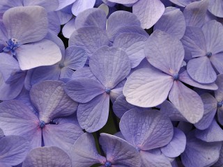 Puzzle «Blue hydrangea»