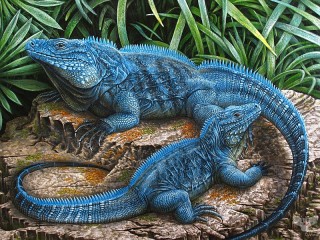 Rompicapo «Blue iguana»