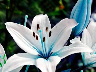 Jigsaw Puzzle «Blue Lily»