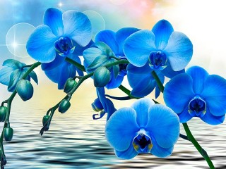 Jigsaw Puzzle «Blue Orchid»